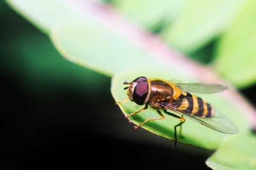 yellow fly looks like a sting  on dark background