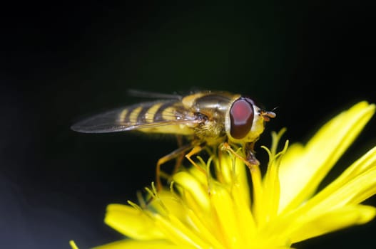 yellow fly looks like a sting  on dark background