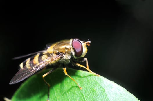 yellow fly looks like a sting