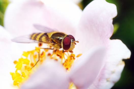 yellow fly looks like a sting in a flower