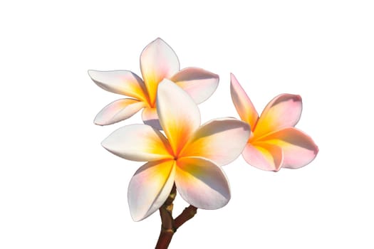 Frangipani (Plumeria) blossoms on  tree