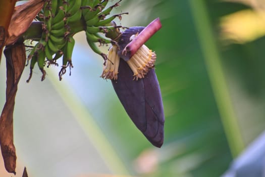 banana blossom and bananas bunch on the tree