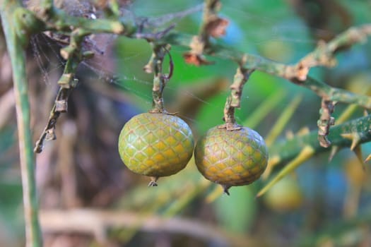 flower from Thailand, close up Plectocomiopsis geminiflora fruit in forest Thailand