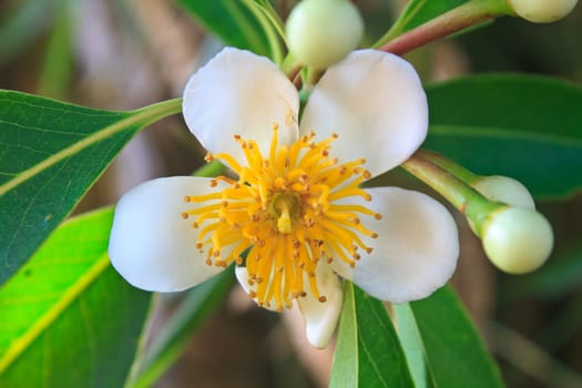 flower from Thailand, close up Schima wallichii flower in forest Thailand
