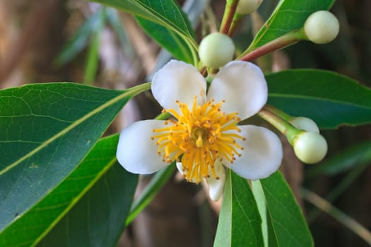 flower from Thailand, close up Schima wallichii flower in forest Thailand
