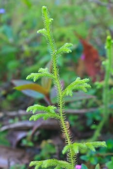 Lycopodium moss close-up (Lycopodium cernuum) in the forest