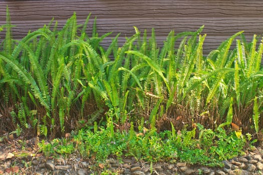 Fern on stone wall in garden