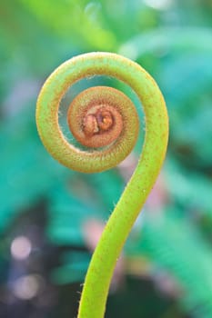Young fern leaf close up on background