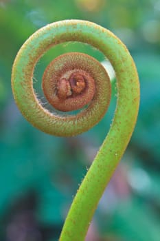 Young fern leaf close up on background