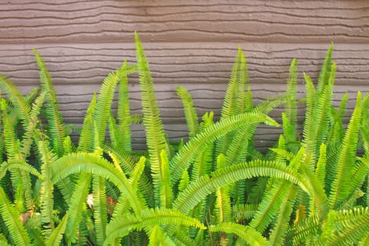 Fern on stone wall in garden
