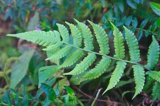 Fern, Natural abstraction in forest
