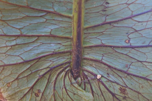 Fern, Natural abstraction in forest Aglaomorpha coronans
