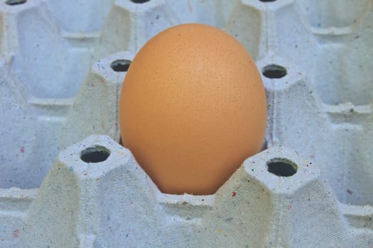 Chicken eggs in egg tray