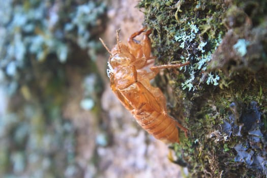 cicada shell which leave on the tree