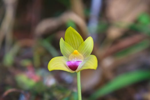 Bulbophyllum sillenianum it new record species of Thailnad, Rare species wild orchids in forest of Thailand, This was shoot in the wild nature