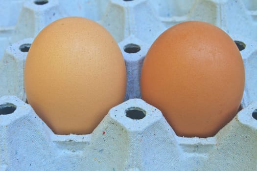 Chicken eggs in egg tray