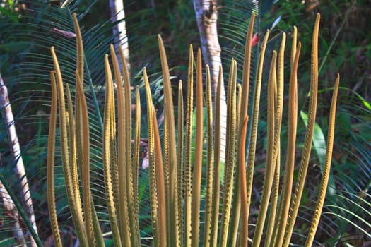 cycad budding in spring with new leaves
