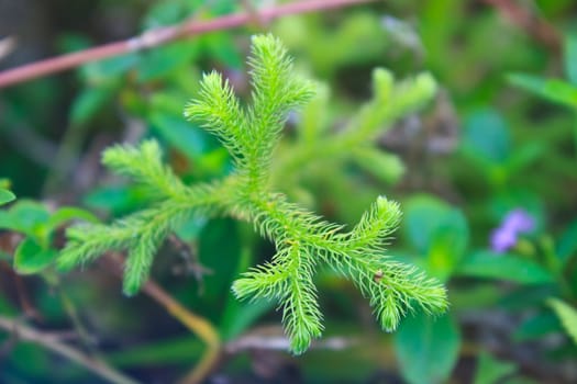 Lycopodium moss close-up (Lycopodium cernuum) in the forest