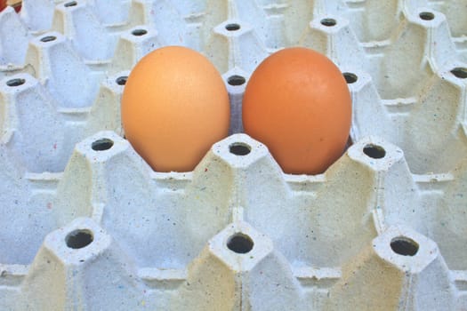 Chicken eggs in egg tray