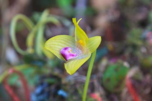 Bulbophyllum sillenianum it new record species of Thailnad, Rare species wild orchids in forest of Thailand, This was shoot in the wild nature
