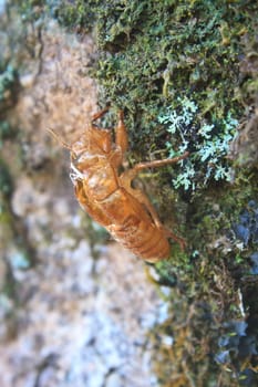 cicada shell which leave on the tree