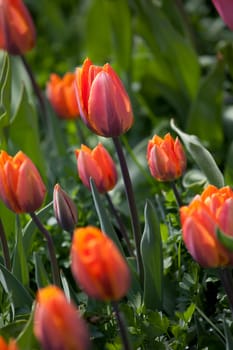 orange tulip flower