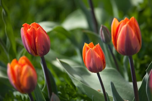 orange tulip flower
