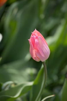 pink tulip flower