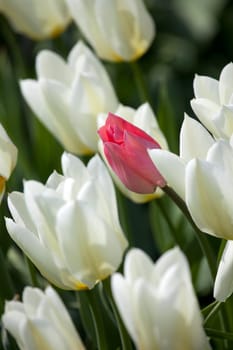 pink and white tulip flower
