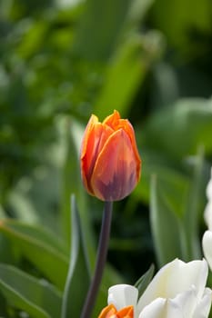 orange tulip flower