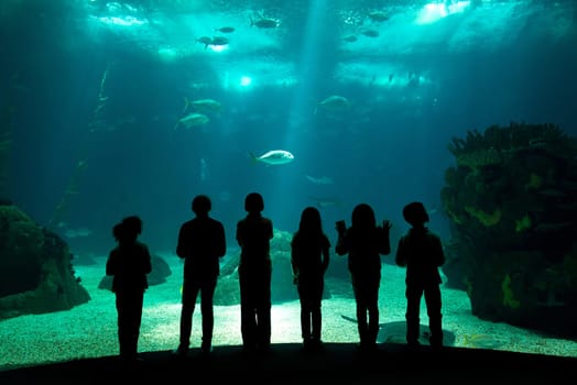 Children in a water park looking at fish through the glass