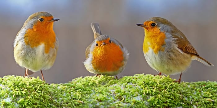 The Robin - Erithacus rubecula