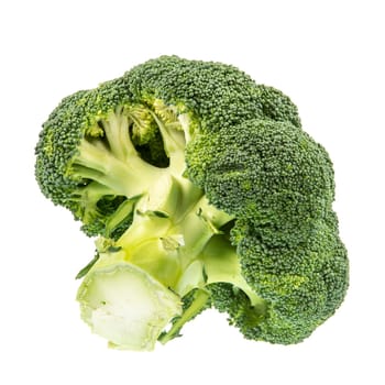 Isolated fresh green broccoli vegetable.
