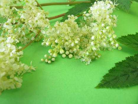 A bouquet of meadowsweet