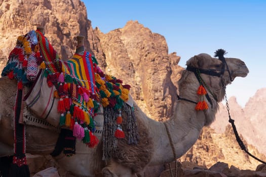 Beautifully decorated camel on the way to Mosesbert