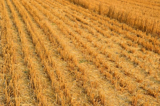 Grain field