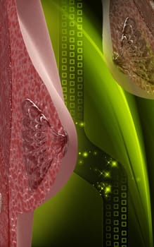 Digital illustration of breast in colour background
