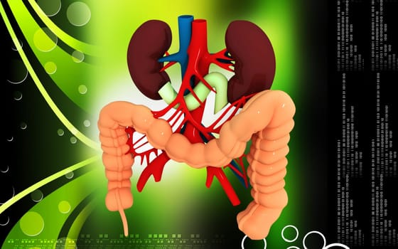 Digital illustration of Intestine in colour background
