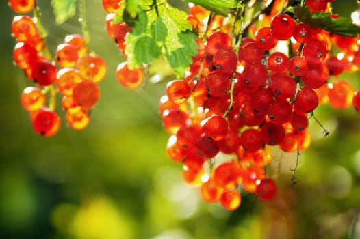 The berries of a red currant shined by solar beams