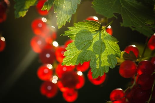 The berries of a red currant shined by solar beams