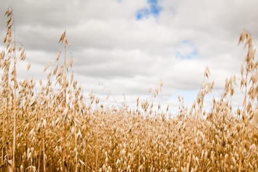 Field of a ripening oats