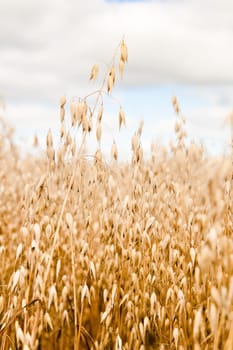 Field of a ripening oats