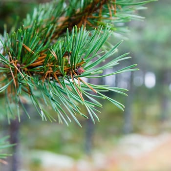 Branch of a pine, close up