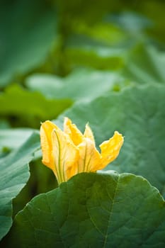 Yellow pumpkin flower among green leaves