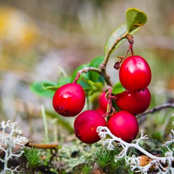 Red berries of a cowberry on bushes, a close up