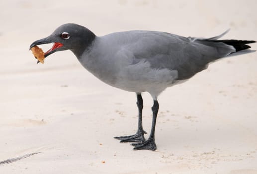 Lava Gull