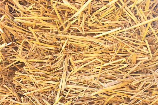 Rice straw background and texture