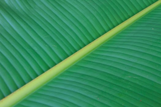 Green banana leaves texture for background