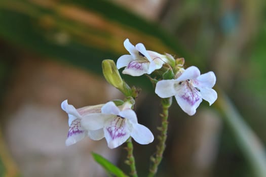 flower from Thailand, close up white flower in forest Thailand