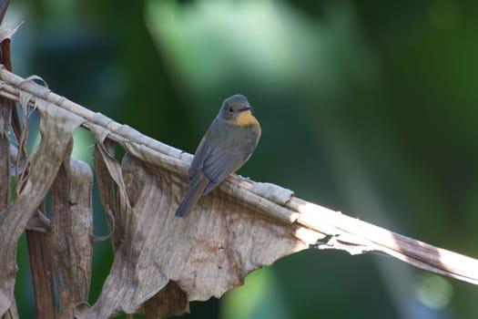 Tickell's Blue Flycatcher ( Cyornis tickelliae ) in nature